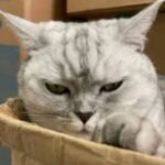 HUNTING CAT SCALPER EA